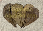 Thumbnail for breeding1752459002