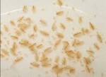 foodl&1753055490 Thumbnail