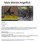 Thumbnail for fwangelfish1751590202