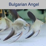 Thumbnail for fwangelfish1751669943