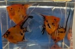 fwangelfish&1752450850 Thumbnail