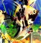 Thumbnail for fwangelfish1753416002