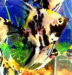 Thumbnail for fwangelfish1753416003