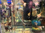 Thumbnail for fwangelfish1753578603
