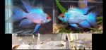 fwapisto&1752548626 Thumbnail
