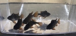 fwapisto&1752549433 Thumbnail