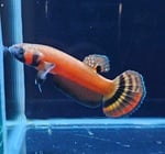 Thumbnail for fwbettas1751380764
