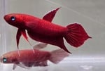 Thumbnail for fwbettas1751380801