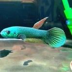 Thumbnail for fwbettas1751380802