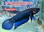 Thumbnail for fwbettas1751381404