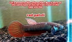 Thumbnail for fwbettas1751381405