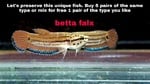 Thumbnail for fwbettas1751381408