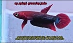 Thumbnail for fwbettas1751382002