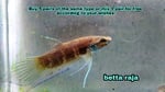 Thumbnail for fwbettas1751382003