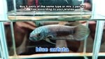 Thumbnail for fwbettas1751382006