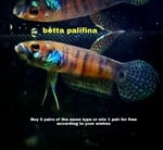 Thumbnail for fwbettas1751382007