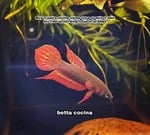 Thumbnail for fwbettas1751382008