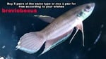 Thumbnail for fwbettas1751382602