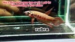 Thumbnail for fwbettas1751382604