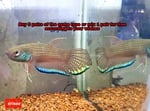 Thumbnail for fwbettas1751382605