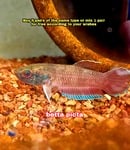Thumbnail for fwbettas1751382609