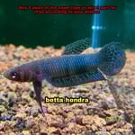 Thumbnail for fwbettas1751383205