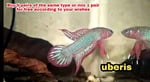 Thumbnail for fwbettas1751383206