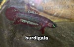 Thumbnail for fwbettas1751383207