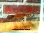 Thumbnail for fwbettas1751383208