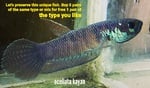 Thumbnail for fwbettas1751383210