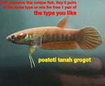 Thumbnail for fwbettas1751383802
