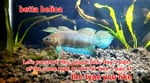 Thumbnail for fwbettas1751383803