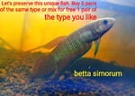 Thumbnail for fwbettas1751383804