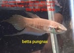Thumbnail for fwbettas1751383805