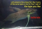 Thumbnail for fwbettas1751383806