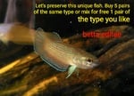 Thumbnail for fwbettas1751383807