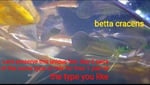Thumbnail for fwbettas1751383809
