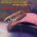 Thumbnail for fwbettas1751384402