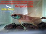 Thumbnail for fwbettas1751384403