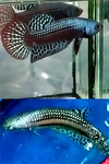 Thumbnail for fwbettas1751463002