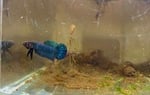 Thumbnail for fwbettas1751772602