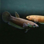 Thumbnail for fwbettas1751962003