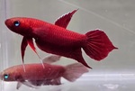 Thumbnail for fwbettas1751985606