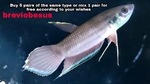 Thumbnail for fwbettas1751988002