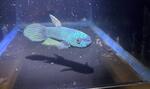 Thumbnail for fwbettas1752181270