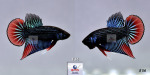 fwbettas&1752215753 Thumbnail