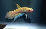 Thumbnail for fwbettas1752590409