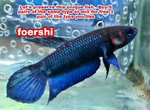Thumbnail for fwbettas1752591603