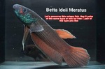 Thumbnail for fwbettas1752591607