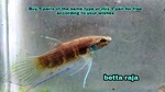 Thumbnail for fwbettas1752591610